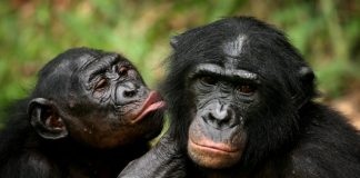 La famiglia naturale cos’è?