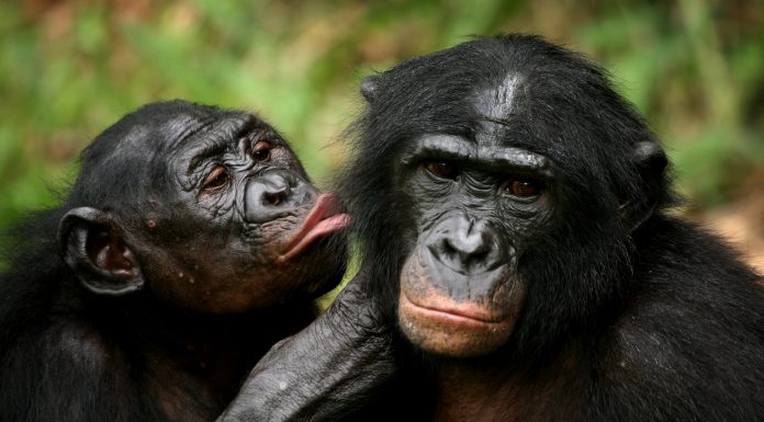 La famiglia naturale cos’è?