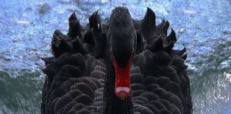 Il cigno nero