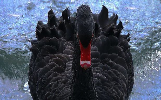 Il cigno nero