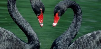 La favola del cigno nero e dell’uomo gentile