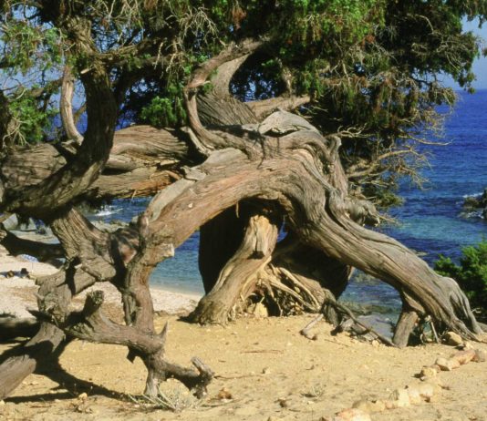 Albero al mare