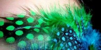 La coda del pavone