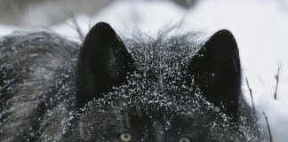 Non sempre è il lupo