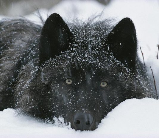 Non sempre è il lupo