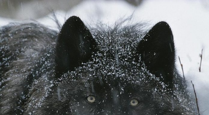 Non sempre è il lupo