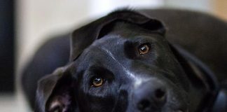 Il valore delle cose (ovvero un cane sana)