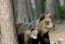 Un orso in più o un orso in meno
