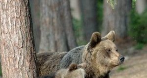 Un orso in più o un orso in meno