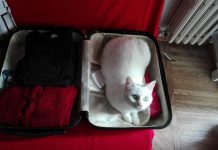 Cantami, oh lattea felide (di Elisa Sennodipoi Assenza)