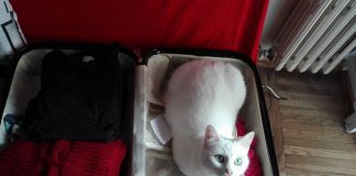 Cantami, oh lattea felide (di Elisa Sennodipoi Assenza)