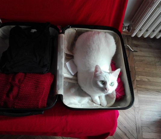 Cantami, oh lattea felide (di Elisa Sennodipoi Assenza)