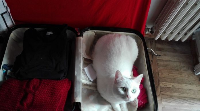 Cantami, oh lattea felide (di Elisa Sennodipoi Assenza)