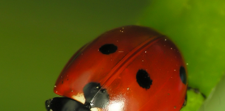 La coccinella che non poteva volare