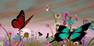 Spudorate le farfalle